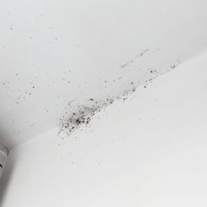 mould on ceiling and wall