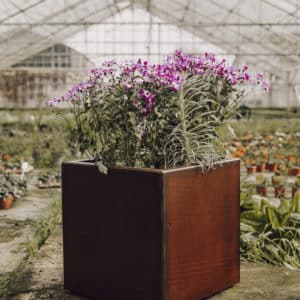 Oxid Vernis on metal planters by HTDS welding and fabrications - image credit to Lily Grace Barton