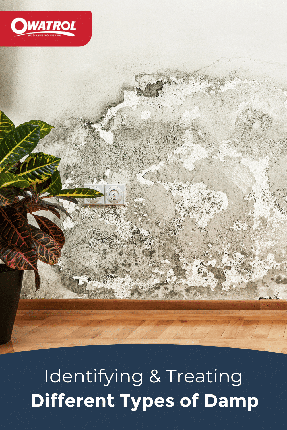 Identifying & treating different types of damp Owatrol Direct