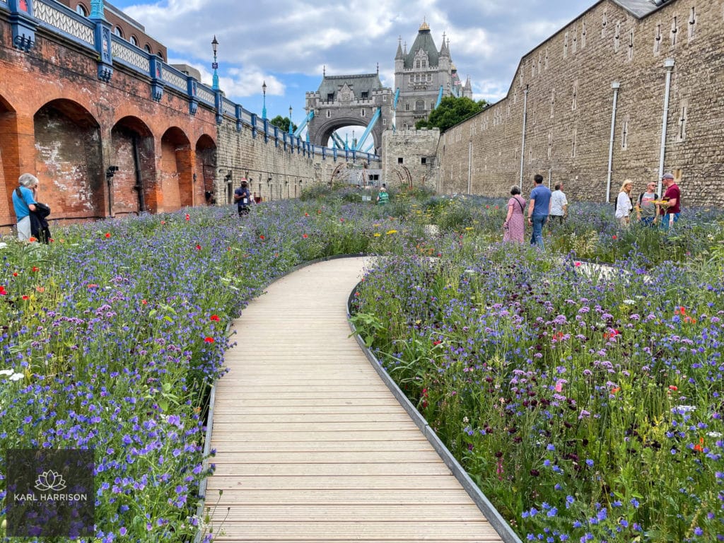 People walking through the London Superbloom. Image credit to Karl Harrison Landscapes.