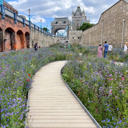 People walking through the London Superbloom. Image credit to Karl Harrison Landscapes.