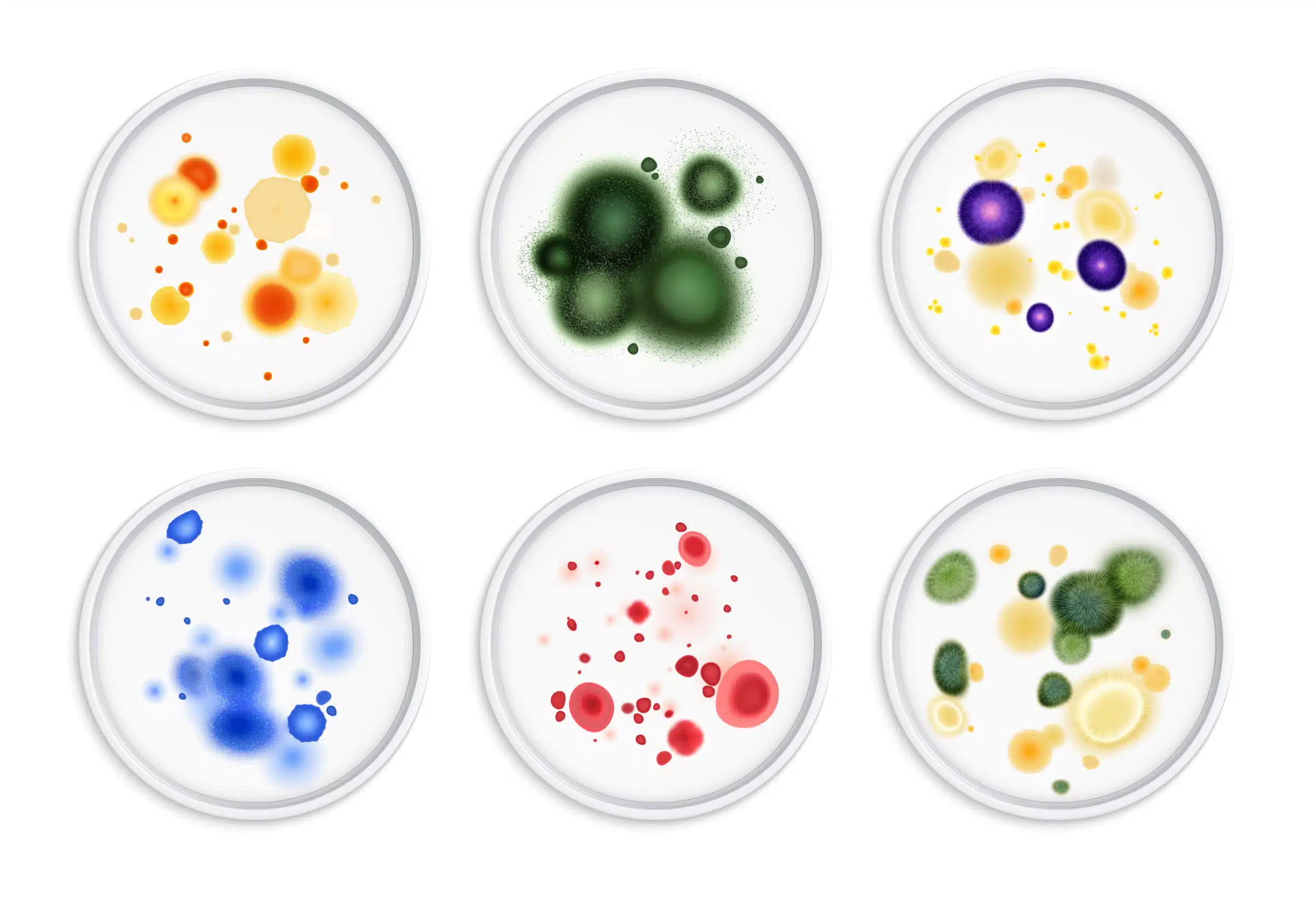 Mould colony set in petri dishes